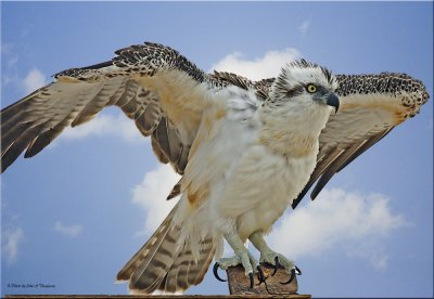 Osprey