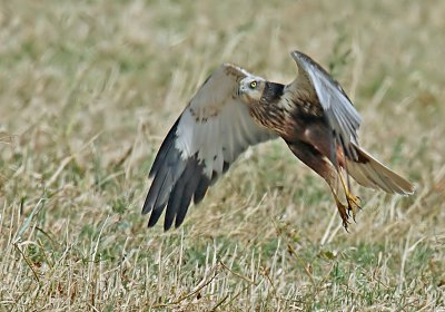 March Harrier male