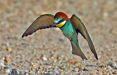 Bee-eaters & Rollers