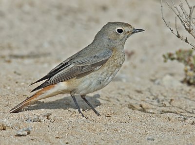 Redstart Female