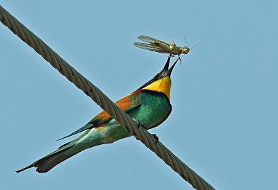 European Bee Eater
