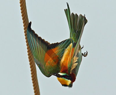 European Bee Eater