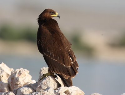 Greater Spotted Eagle