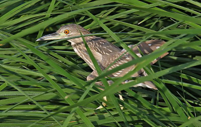 Night Heron juv