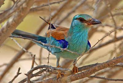 European Roller