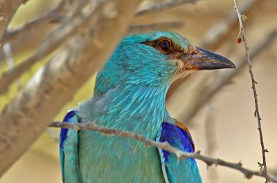 European Roller