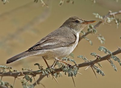 Upchers Warbler.jpg