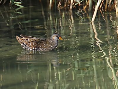 Great Spotted Crake.jpg
