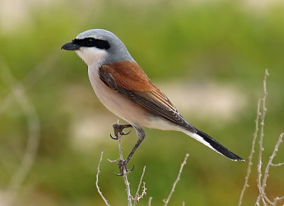 Red-backed Shrike