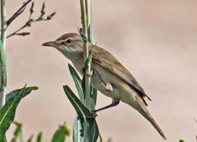 Reed Warbler.JPG