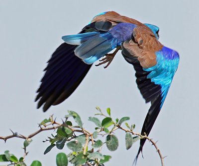 European Roller