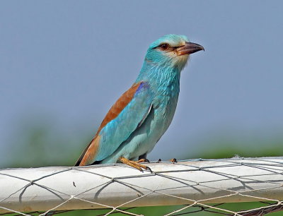 European Roller