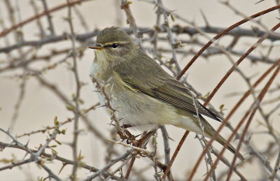 Willow Warbler_resize.jpg