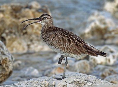 Whimbrel