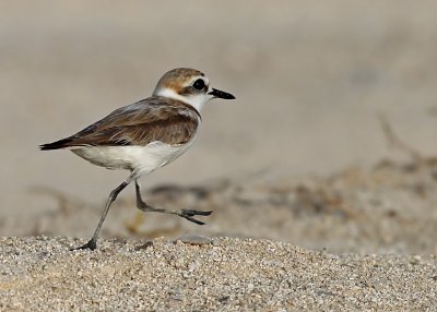 Kentish Plover