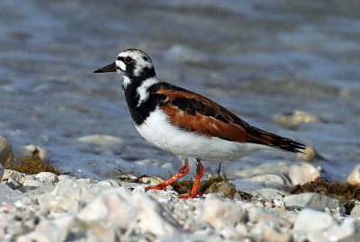Turnstone