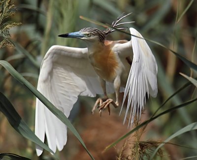 Squacco Heron