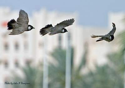 White-eared Bulbul