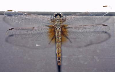 Dragonfly