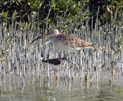 Curlew