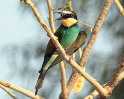 European Bee Eater