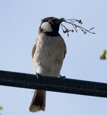 White-eared Bulbul