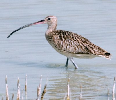 Curlew