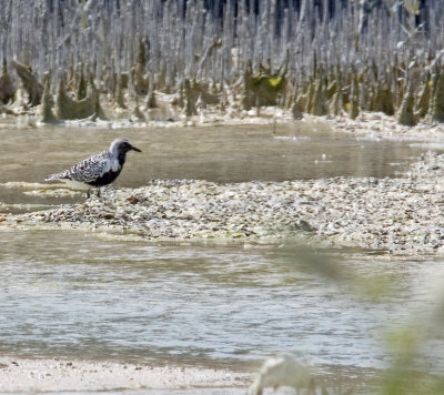 Grey Plover