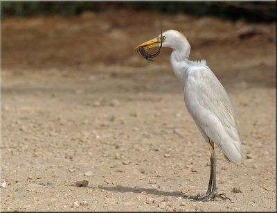 Egret with Catch