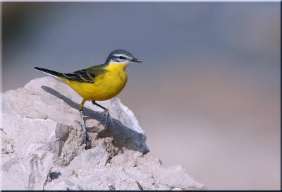 Yellow Wagtail