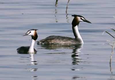 Great Crested Grebe