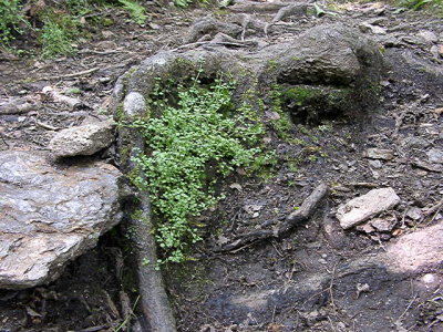 bluets AT Nant Fr0207020030.JPG