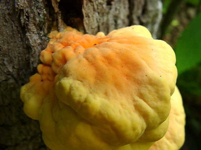 tree ear 0207020046.JPG