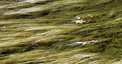 Flowing In The Stream