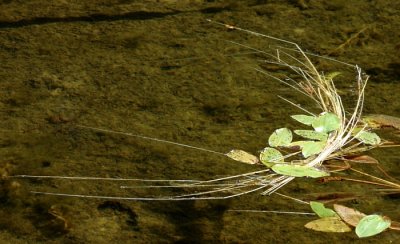 Leaves And Weeds