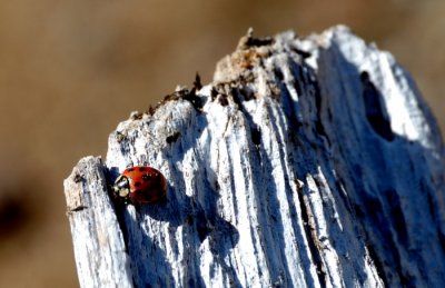 Ladybug