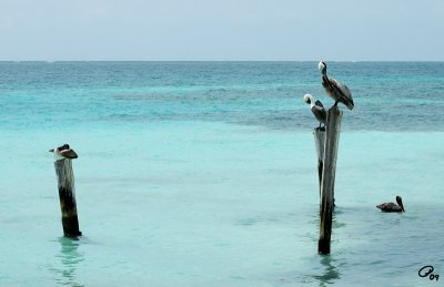 Pelicans On Poles