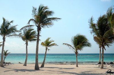 Palms, Sand And Sea
