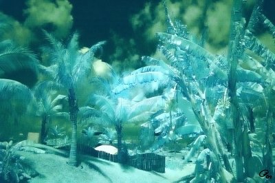 Palms And Bananas