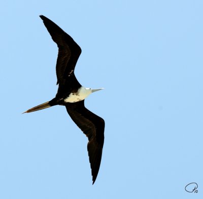 Female Magnificent Frigate Bird