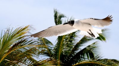 Gull Hovering Near Us Waiting For Chips Nikki Was Throwing
