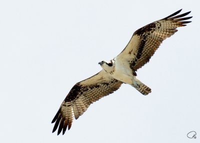 Osprey