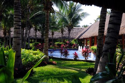Tropical Beauty
