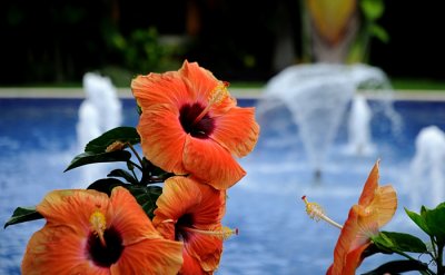 Flowers And Fountains