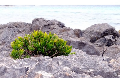 Greenery On The Rocks