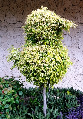 Topiary