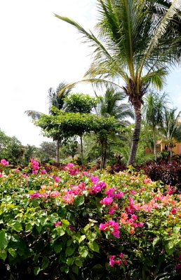 Pink Flowers