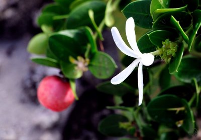 White Flower, Red Fruit