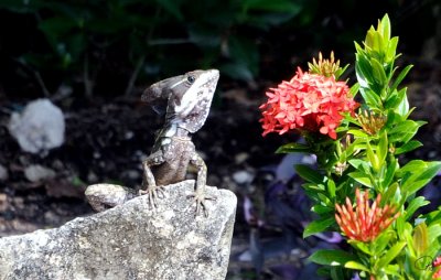 Brown Basilisk I