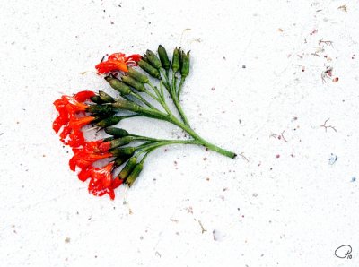 Flower In The Sand